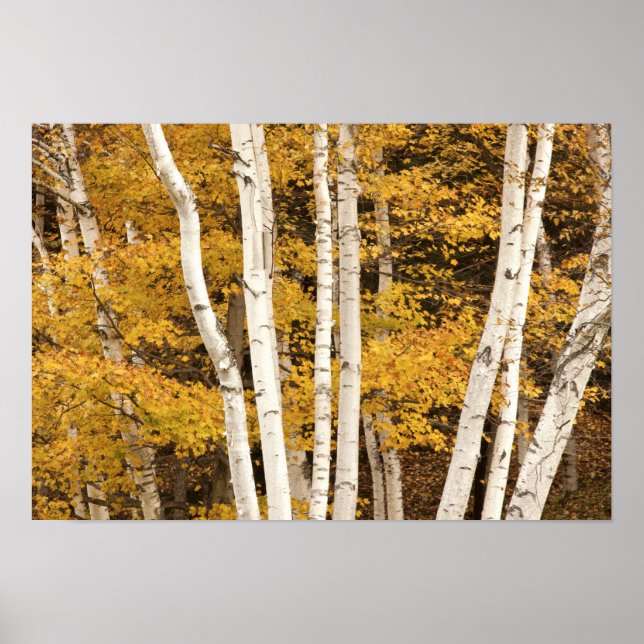 Herbstlandschaft, Vermont, USA Poster (Vorne)