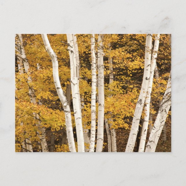 Herbstlandschaft, Vermont, USA Postkarte (Vorderseite)