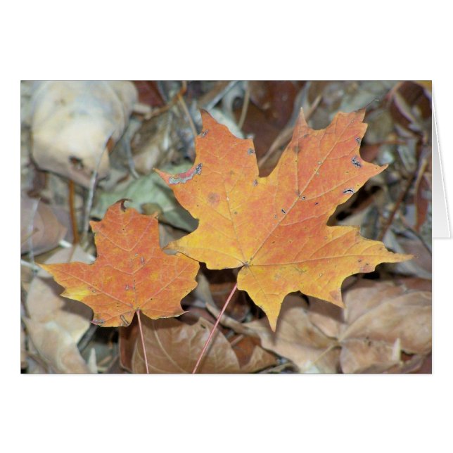 Herbstlaub (Vorderseite (Horizontal))