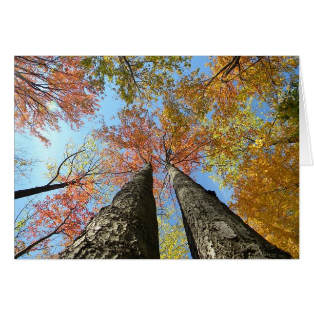 Herbstlaub, der oben 2 schaut (Vorderseite (Horizontal))