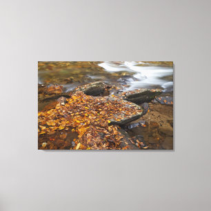 Herbstlaub entlang des Looking Glass Creek in der Leinwanddruck
