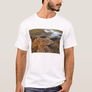 Herbstlaub entlang des Looking Glass Creek in der T-Shirt