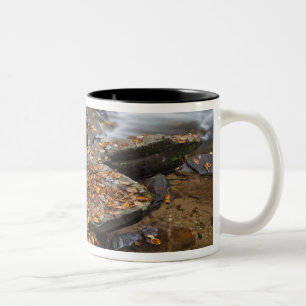 Herbstlaub entlang des Looking Glass Creek in der Zweifarbige Tasse