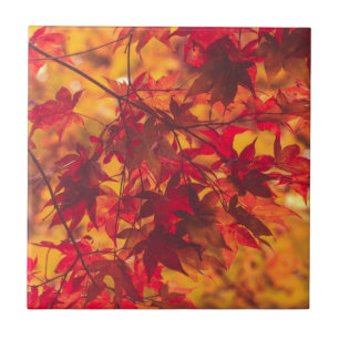 Herbstlaub fällt Farbe Rot Keramikfliese