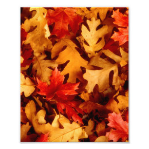 Herbstlaub - Herbstfarbe Fotodruck