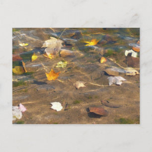 Herbstlaub im Teichwasser Naturfotografie Postkarte