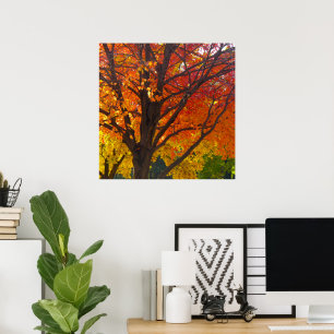 Herbstlaub in Gelb und Orange Foto Poster
