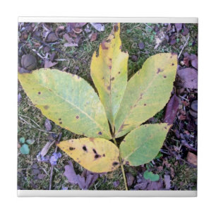 Herbstlaub Keramik Tile Fliese