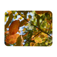 Herbstlaub lassen Pechkugel Naturfotografie im Her