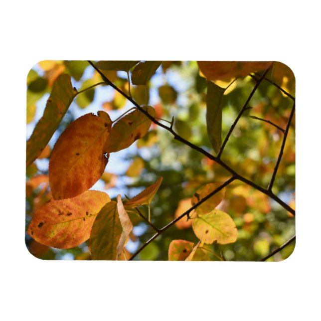 Herbstlaub lassen Pechkugel Naturfotografie im Her Magnet (Horizontal)