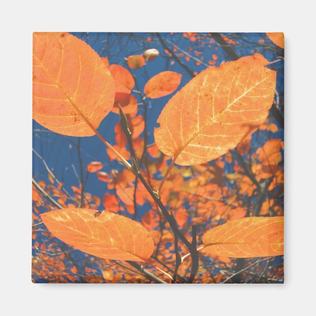 Herbstlaub Magnet (Vorne)