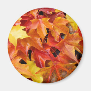 Herbstlaub-Magnete Bunter Herbstbaum-Blatt Magnet