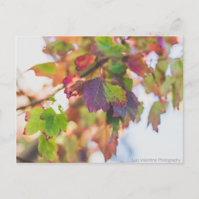 Herbstlaub Postkarte (Vorderseite)