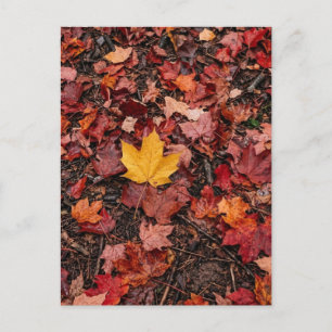 Herbstlaub postkarte
