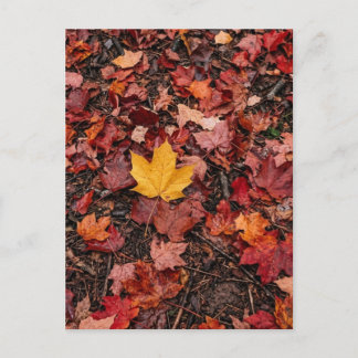 Herbstlaub postkarte