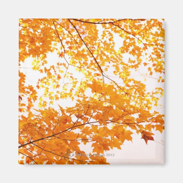 Herbstlaub Reflektion Magnet (Vorne)