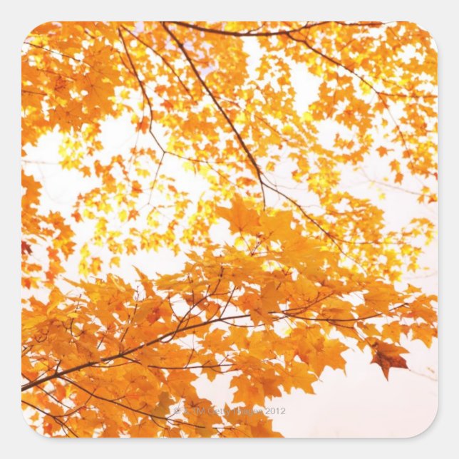 Herbstlaub Reflektion Quadratischer Aufkleber (Vorderseite)