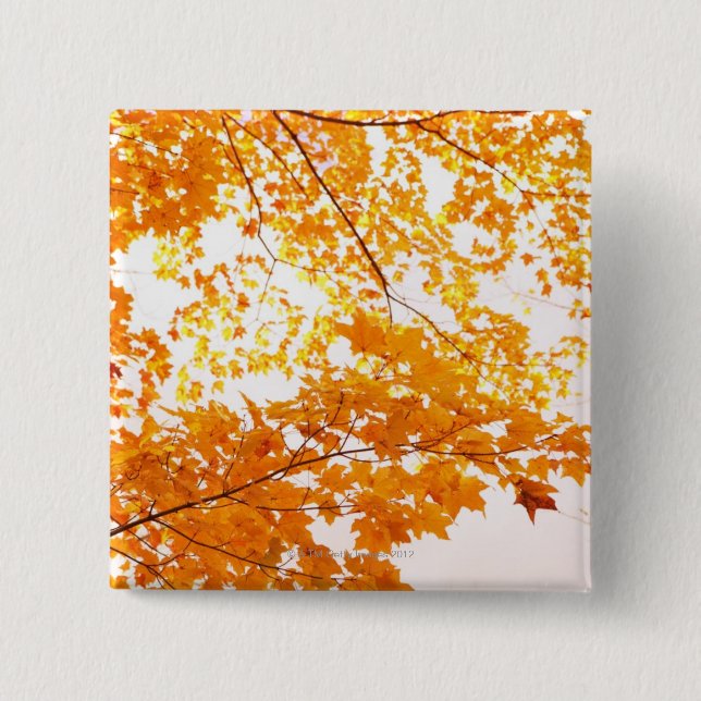 Herbstlaub-Reflexion Button (Vorderseite)
