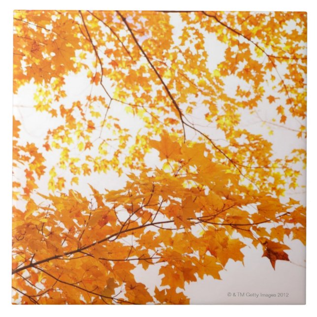 Herbstlaub-Reflexion Fliese (Vorderseite)