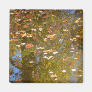Herbstlaub und Bachreflexion im Greenbelt Magnet