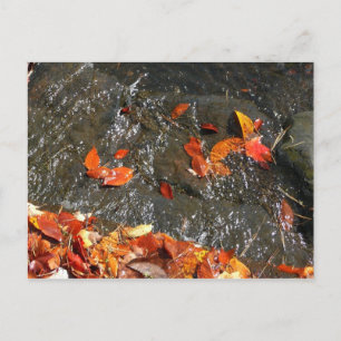 Herbstlaube im Wasserfall I Herbstfotografie Postkarte