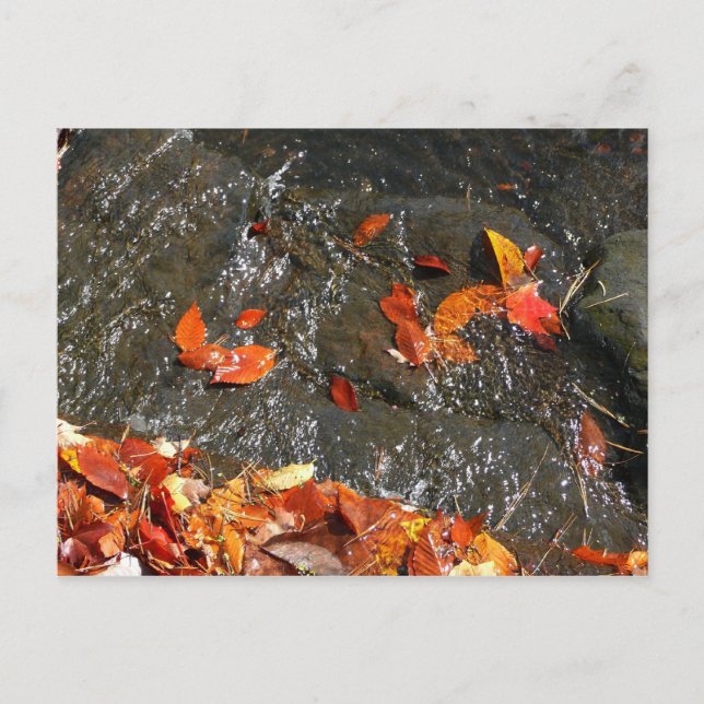 Herbstlaube im Wasserfall I Herbstfotografie Postkarte (Vorderseite)