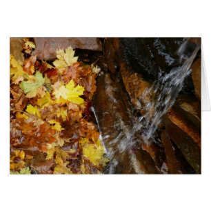 Herbstlaube im Wasserfall III Herbst Natur