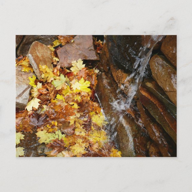 Herbstlaube im Wasserfall III Herbst Natur Postkarte (Vorderseite)