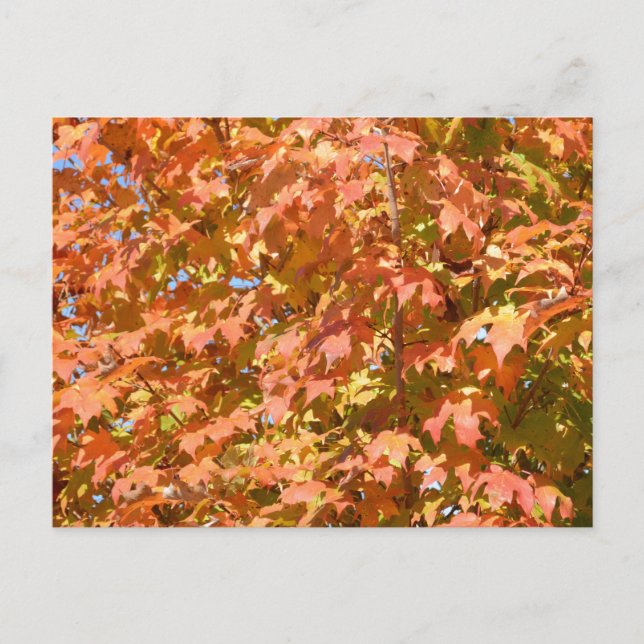 Herbstlaube in einer Baumlandschaft Postkarte (Vorderseite)