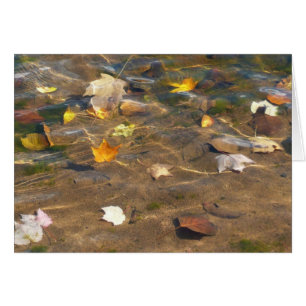 Herbstlaube in Pond Water Nature Fotografie