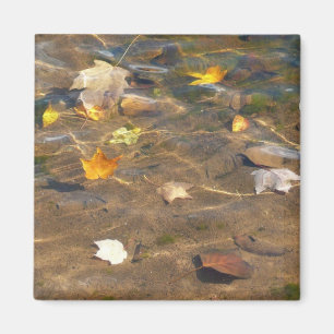 Herbstlaube in Pond Water Nature Fotografie Magnet