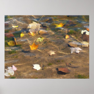 Herbstlaube in Pond Water Nature Fotografie Poster
