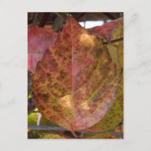 Herbstlaube Postkarte