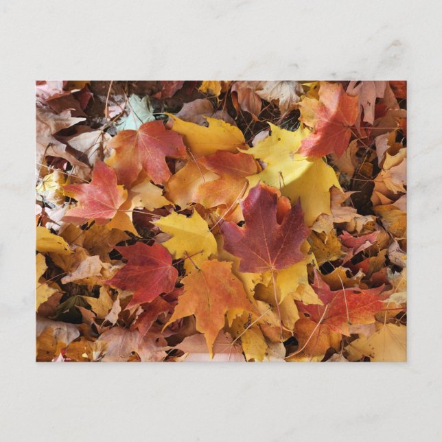 Herbstlaube Postkarte (Vorderseite)