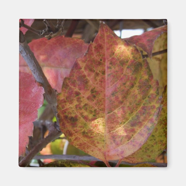 Herbstlaubs Magnet (Vorne)