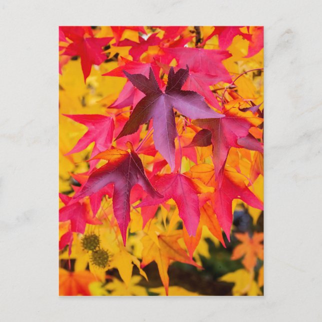 Herbstleaale rot und gelb postkarte (Vorderseite)