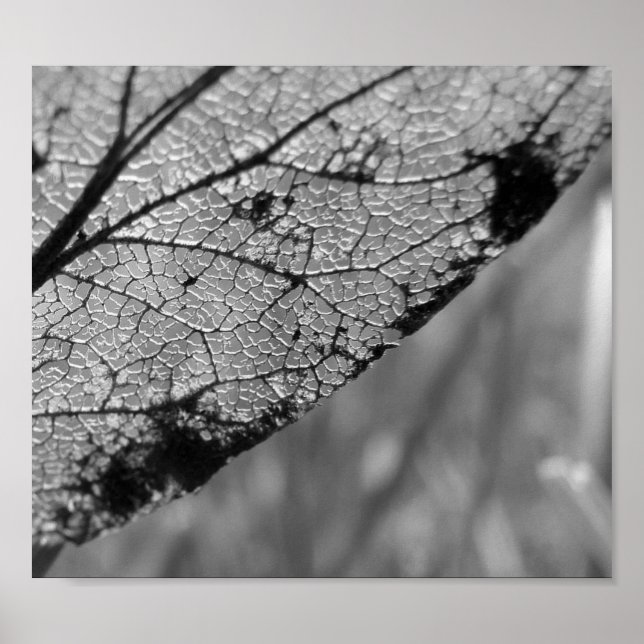 Herbstleaf 2 - B&W Poster (Vorne)