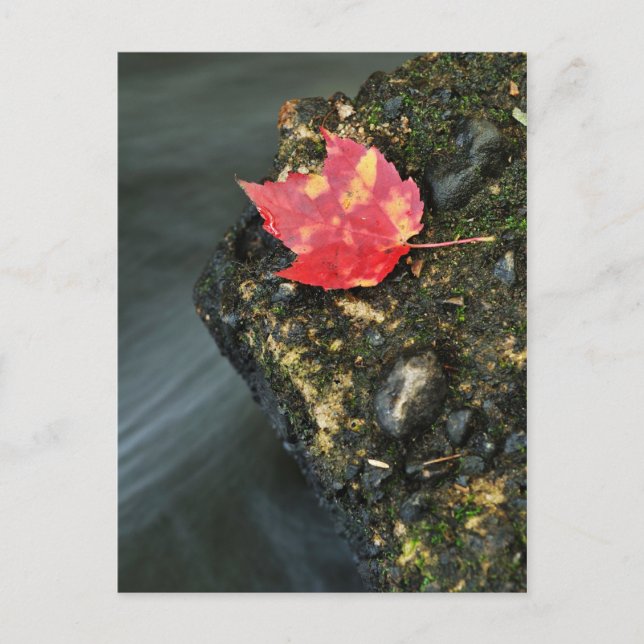 Herbstleaf Postkarte (Vorderseite)