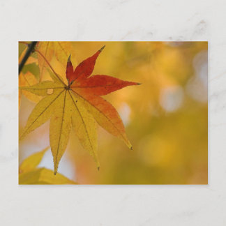 Herbstleaf Postkarte