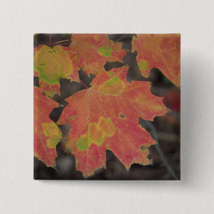 Herbstleaves Button
