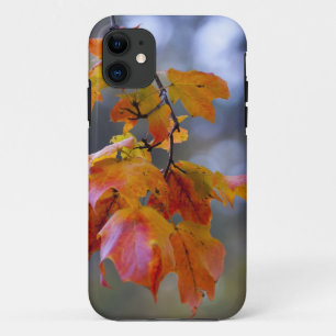 Herbstleaves Case-Mate iPhone Hülle