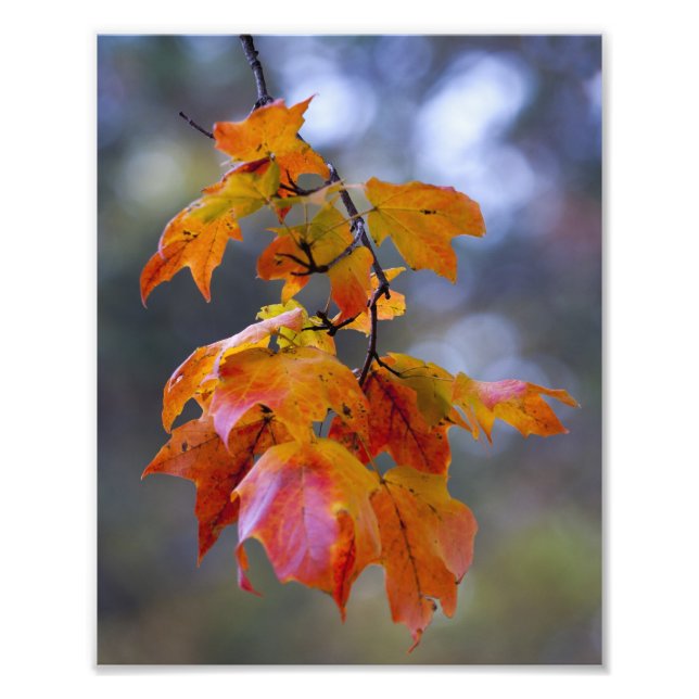 Herbstleaves Fotodruck (Vorne)