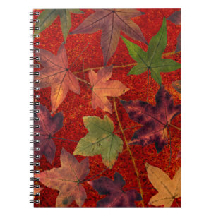 Herbstleaves Herbstsaison Treppenleaf farbenfroh Notizblock