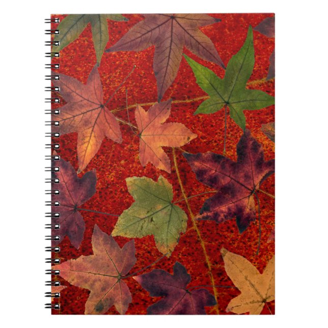 Herbstleaves Herbstsaison Treppenleaf farbenfroh Notizblock (Vorderseite)