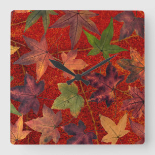 Herbstleaves Herbstsaison Treppenleaf farbenfroh Quadratische Wanduhr