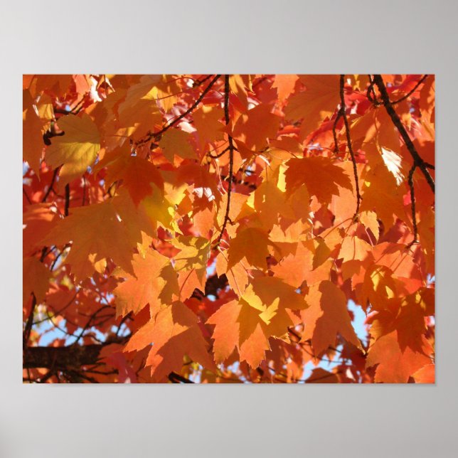 Herbstleaves Kunstdrucke Orange Fall Tree Blätter Poster (Vorne)