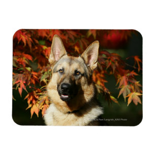 Herbstleaves Magnet