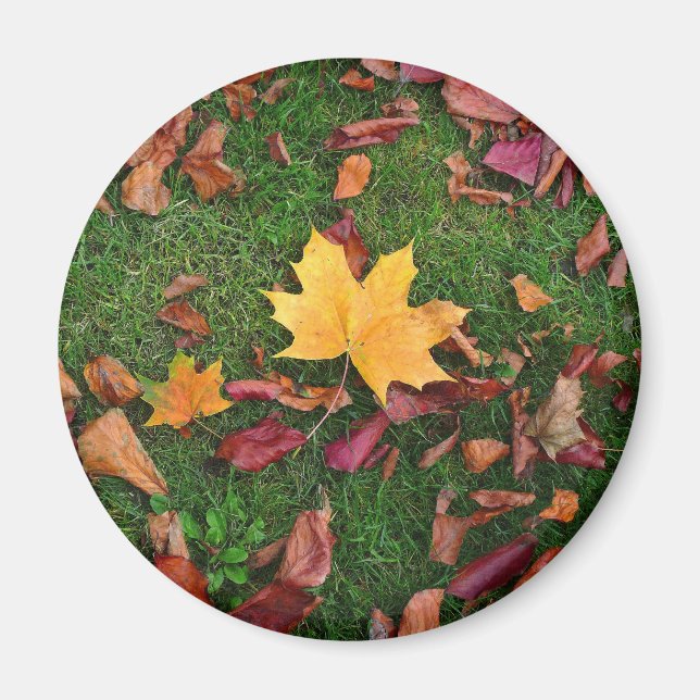 Herbstleaves Magnet (Vorne)