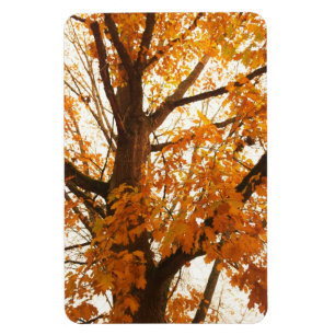 Herbstleaves Magnet