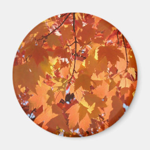 Herbstleaves Magnete fallen in Orange Tree Blätter